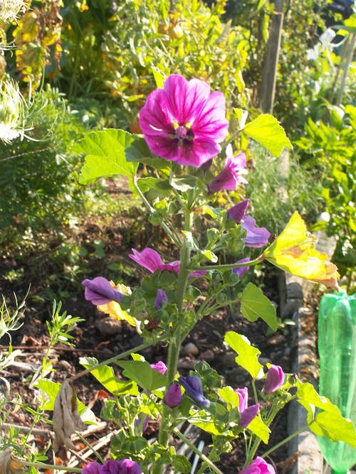 Chroniques du potager 12