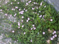 Chroniques du potager 6/ສວນຜັກພາກທີ6