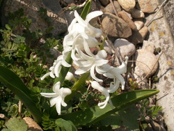 Le jardin renaissant!