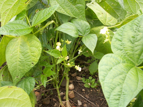 Ils portent encore des fruits dans la vieillesse(Ps 92,15)