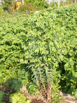 Euphorbe des jardins