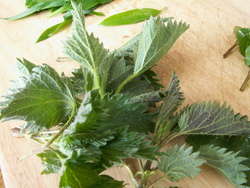 Une soupe aux herbes sauvages!