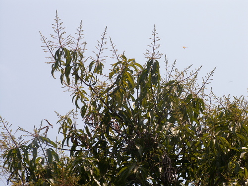 Esp&eacute;rances fruit&eacute;es