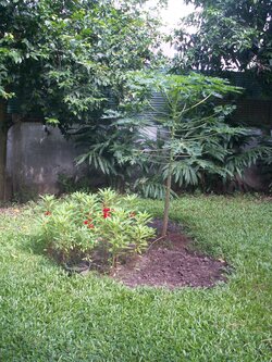 Les fleurs de Pa Nii