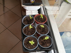 J'habite chez mes plantes...