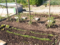 Chronique du potager 1
