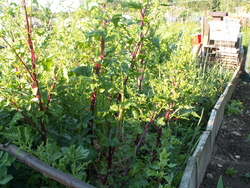 Chroniques du potager2