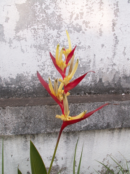 Fleurs et l&eacute;gumes, on retrouve le pays.