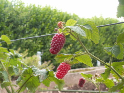 Les framboises d'Emma