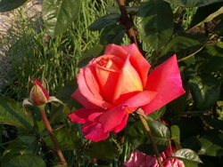 Chroniques du potager3