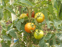 Ao&ucirc;t, le mois des r&eacute;coltes...