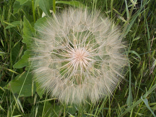 Euphorbe des jardins