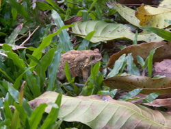 Il est beau, le crapaud!