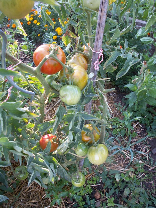 Tomates