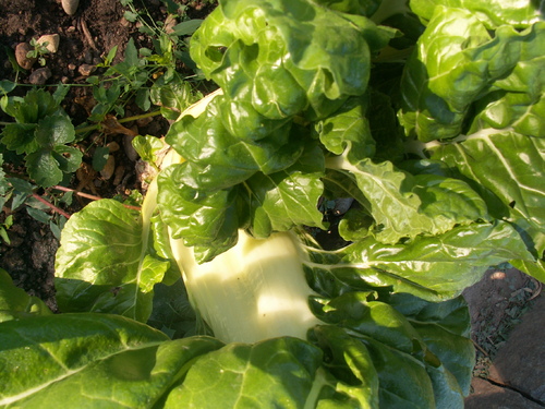 Assurance-l&eacute;gume