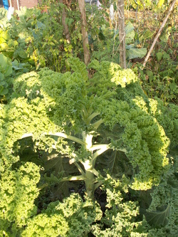 Chroniques du potager 15