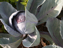 Chroniques du potager 15