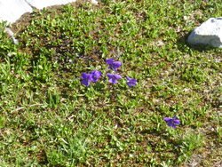 Les jardins du Seigneur/ສວນດອກໄມ້ຂອງພຣະເຈົ້າ