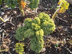 Tr&eacute;sors survivants!