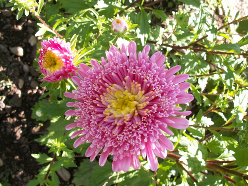 Plaisir des yeux(2, les reines)