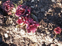 salades de fin d'hiver