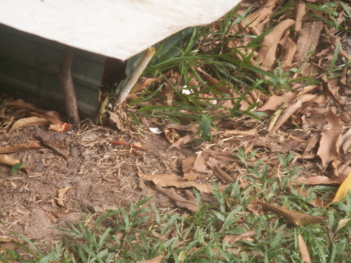 Un *ngou* dans notre jardin