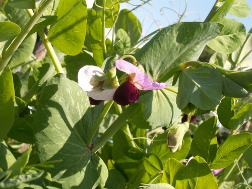 R&eacute;gal des yeux avant le temps de la d&eacute;gustation