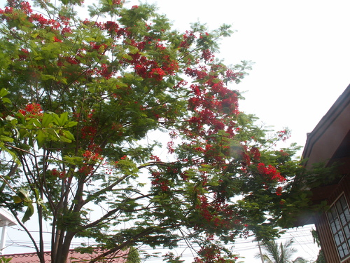 l'arbre de la semaine