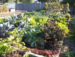 Chroniques du potager 14