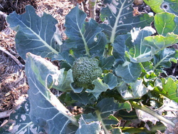 Tr&eacute;sors survivants!