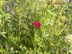 Chroniques du potager 12