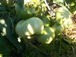 Jardin des 4 saisons