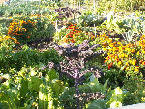 Chroniques du potager 16