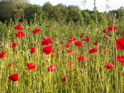 Voyez les lis des champs