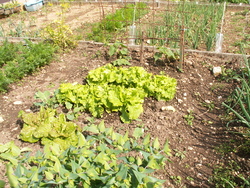 Jardin apr&egrave;s la pluie!