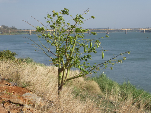 Paks&eacute;, digue sur le M&eacute;kong