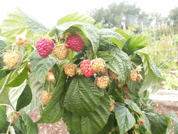 Ao&ucirc;t, le mois des r&eacute;coltes...