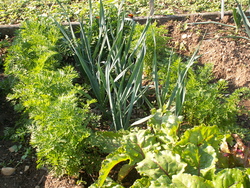 Chronique du potager 13