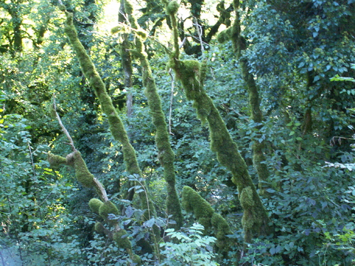 Fant&ocirc;mes verts