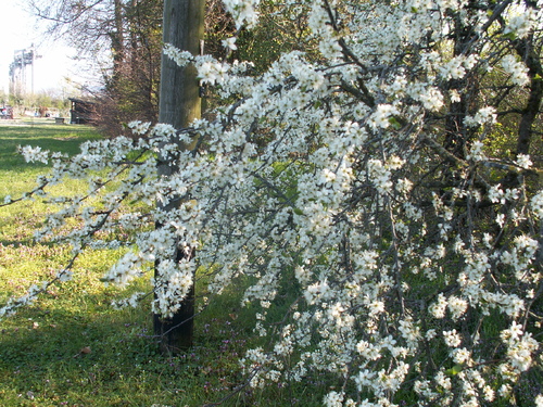 La rebuse de l'&eacute;pine noire