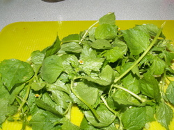 Chronique du potager 9