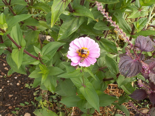 Va vers la fourmi paresseux...