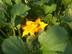 Chronique du potager10