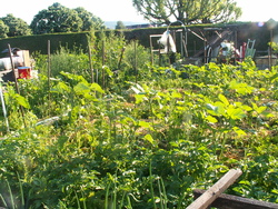 Chroniques du potager2