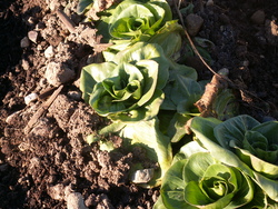 salades de fin d'hiver