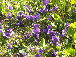 Le jardin renaissant!