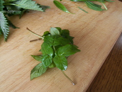 Une soupe aux herbes sauvages!