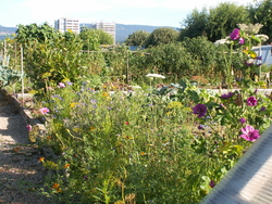 Chroniques du potager 12