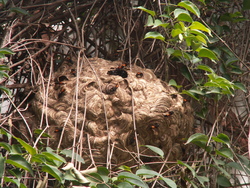 Encore les b&eacute;b&ecirc;tes!