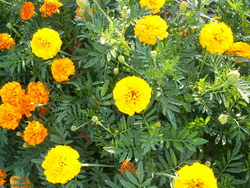 Plaisir des yeux(3, les  autres)